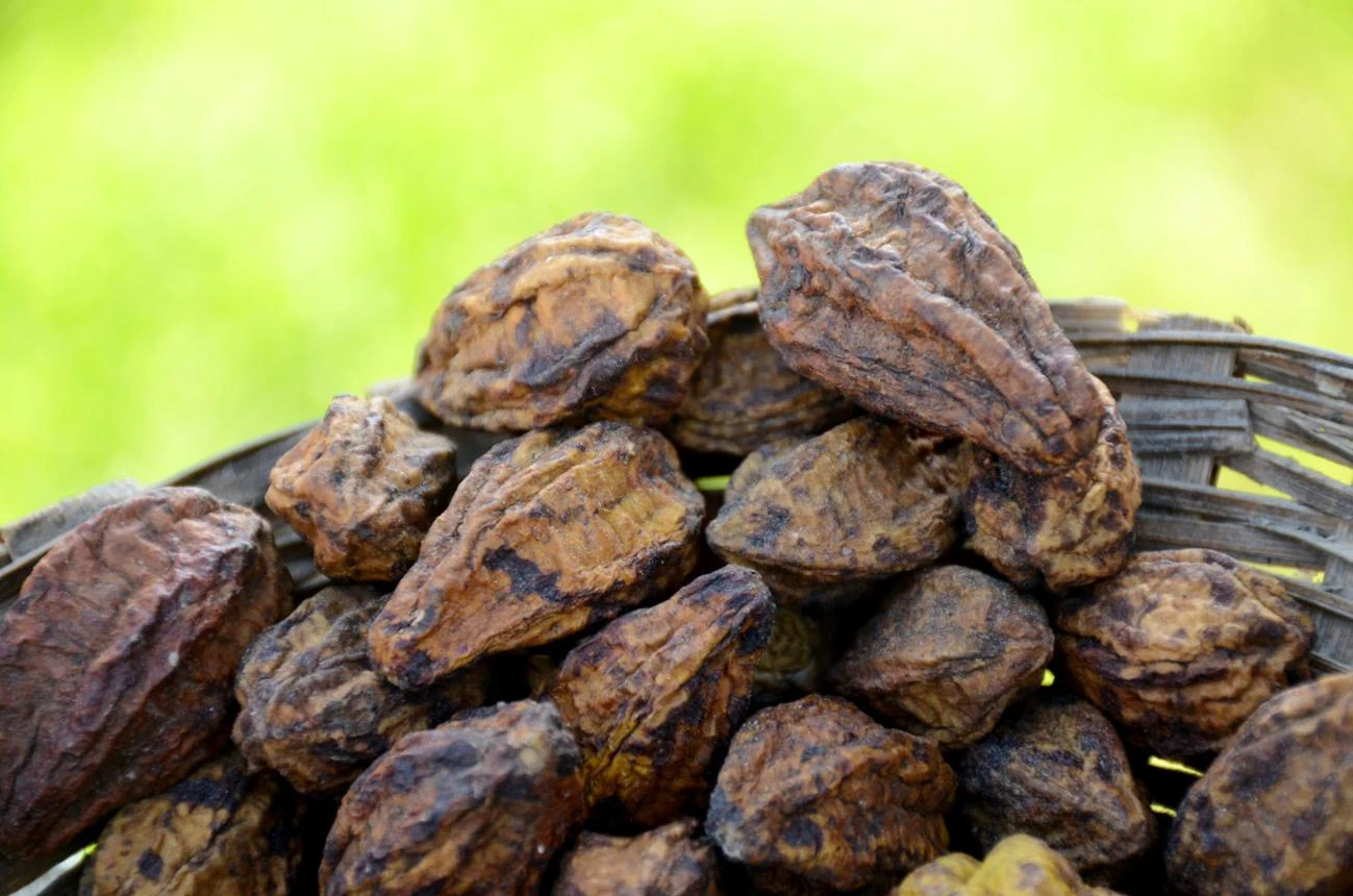 Harad Small (Terminalia chebula) used in Gas Q